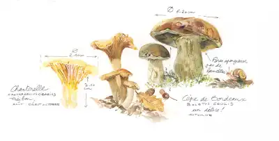 Aquarelle de champignons : chanterelle et c&egrave;pe