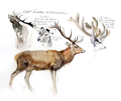 Aquarelle d'un Cerf