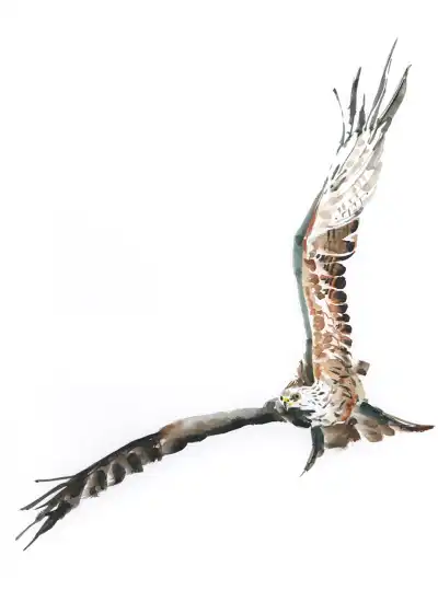 Aquarelle d'un milan royale en plein vol